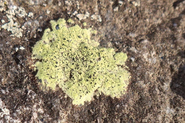 27.01.2024 Rhizocarpon geographicum