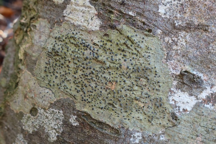 25.12.2023 Pyrenula nitida