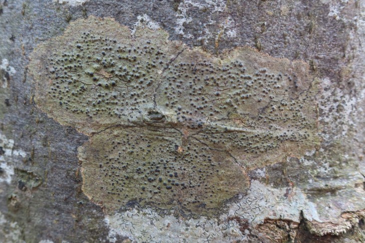 30.01.2024 Pyrenula nitida