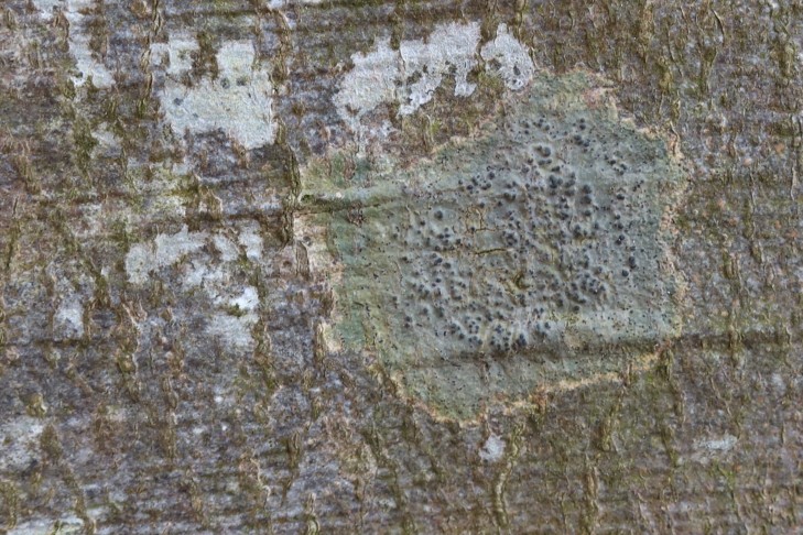30.01.2024 Pyrenula nitida