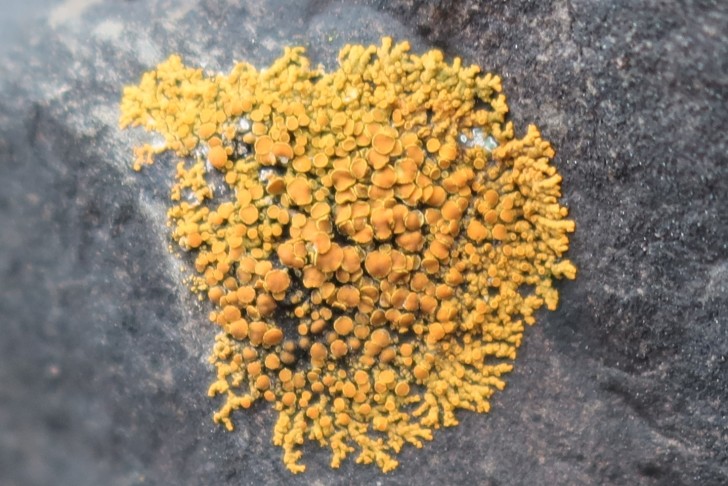 21.12.2023 Xanthoria elegans