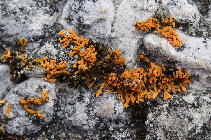 09.01.2024 Xanthoria elegans