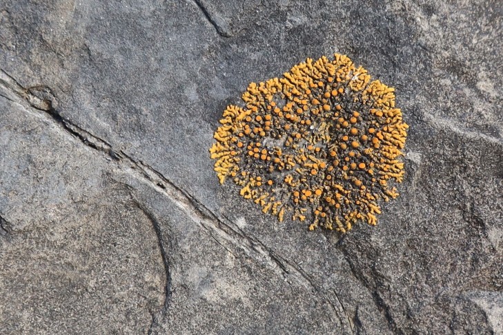 29.01.2024 Xanthoria elegans