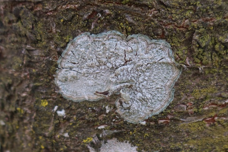 12.02.2024 Lepra albescens, trocken, an Kirschbaum