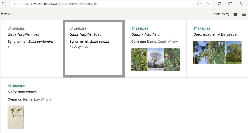 Salix fragilis - ein Synonym von Salix pentandra, gleichzeitig ein Synonym von S. euxina?