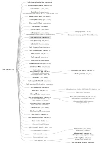 Auf infoflora liegen S. pentandra und S. fragilis weit auseinander…