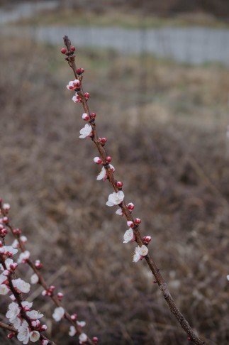 Prunus armeniaca, Martigny (VS), 27.02.2024