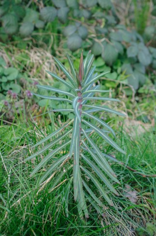 Euphorbia lathyris, Bern (BE), 13.03.2024