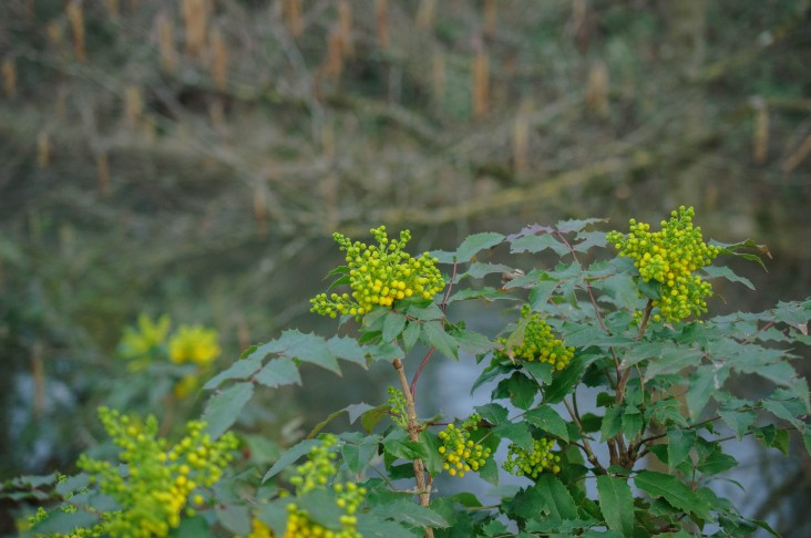 Berberis aquifolium (= Mahonia a.), Biel/Bienne (BE), 13.03.2024