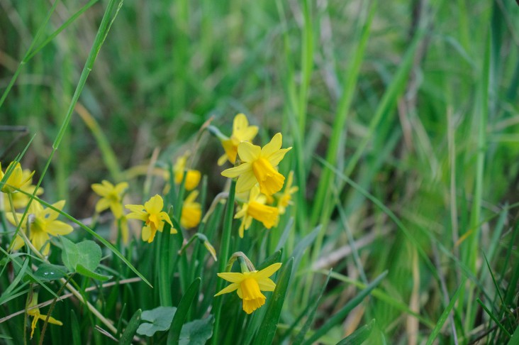 Narcissus × cyclazetta, Biel/Bienne (BE), 13.03.2024