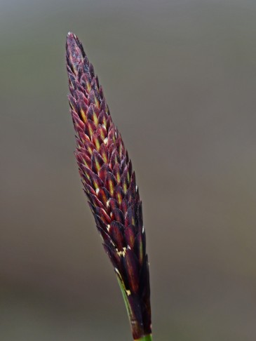 21.03.2024 männliche Blüte, noch geschlossen