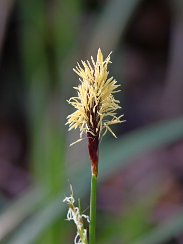 21.03.2024 männliche Blüte in Vollblüte