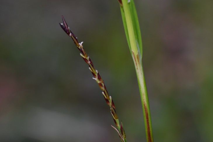 21.03.2024 weibliche Blüte, noch geschlossen