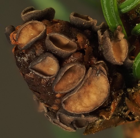 Microstrobilinia castrans an Fichte (Picea abies) auf rund 1000m