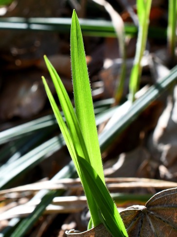 Nachtrag 26.03.2024: Flaumhaare