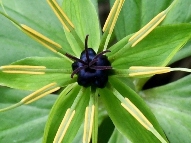 05.04.2024 Fünfzählige Blüte mit fünfeinhalb Griffel