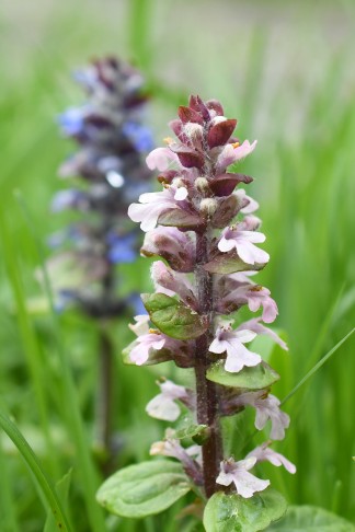 22.04.2024 Unteres Wynental (Hegi: 