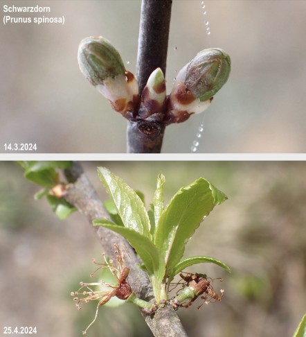 Schwarzdorn (Prunus spinosa), an Langtrieben stehen sie manchmal nicht einzeln, sondern zu 3: Hier in der Mitte die kleinere Hauptknospe (Blattknospe), flankiert von zwei kugeligen lateralen Beiknospen (Blütenknospen). 