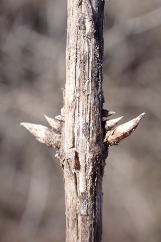 Seriale (vertikal über der Hauptknospe angeordnete Beiknospen) bei der Roten Heckenkirsche (Lonicera xylosteum). Belper Giessen (BE), 25.2.2024