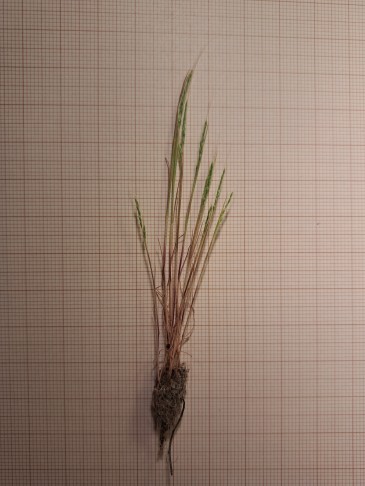 Gesamtpflanze bis 10 cm hoch
besonders 