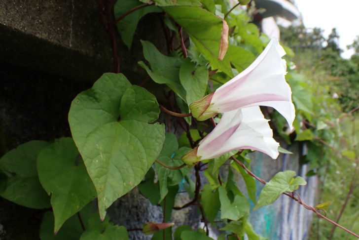 Wald-Zaunwinde (Calystegia silvatica). Bern (BE), 01.06.2024