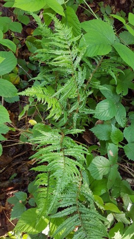 Hierzu meine Florence, das wäre der Tchernobyl-Farn ...