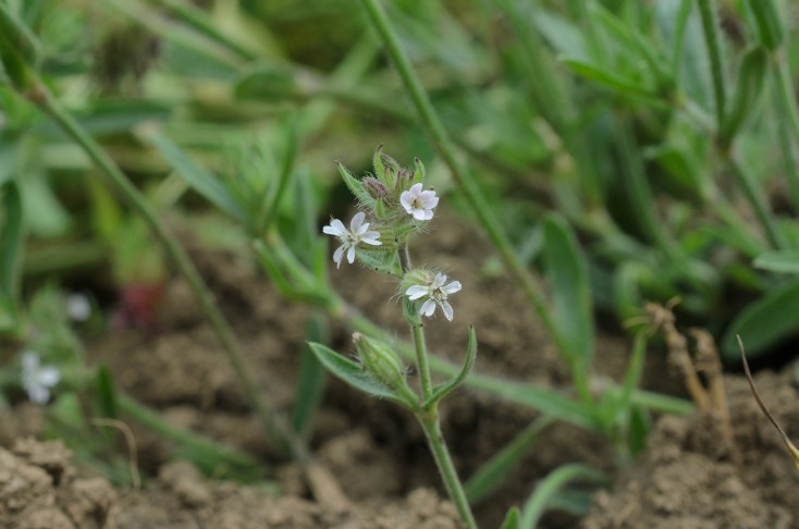 Fleurs. Renan BE, 11.06.2024