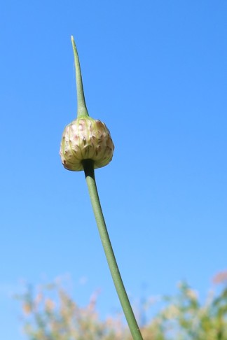 09.06.2023   Allium 1