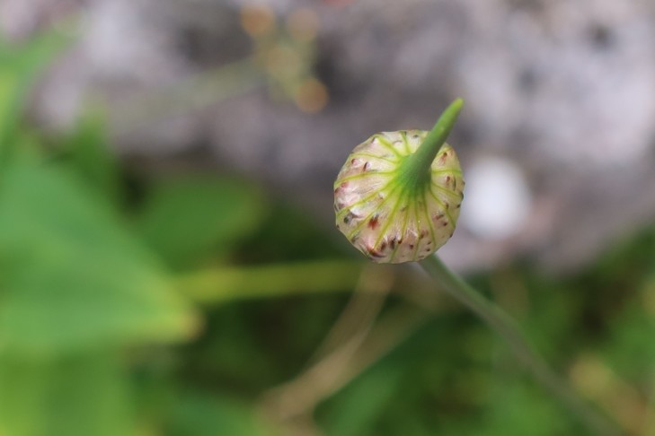 10.06.2023   Allium 1