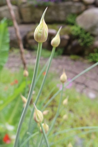 24.05.2024   Allium 2