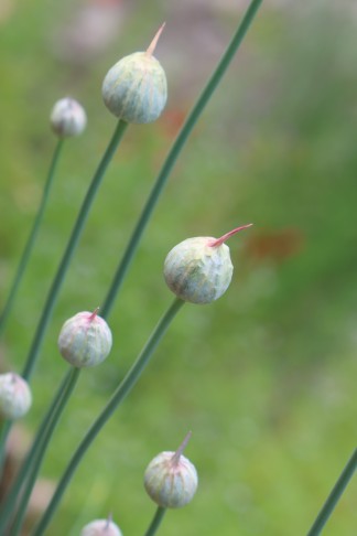 06.06.2023   Allium 2