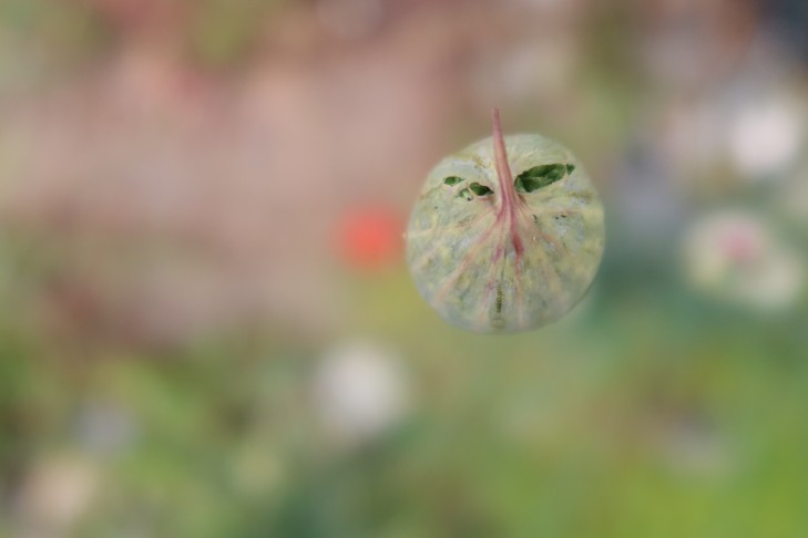 10.06.2023   Allium 2