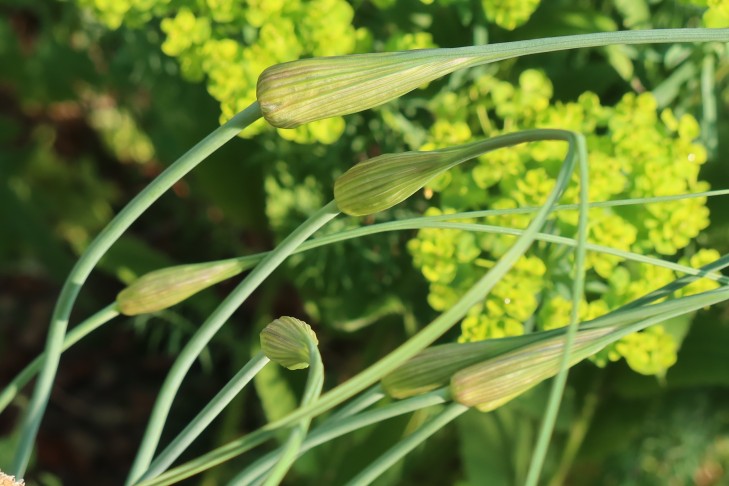 10.07.2023   Allium 3