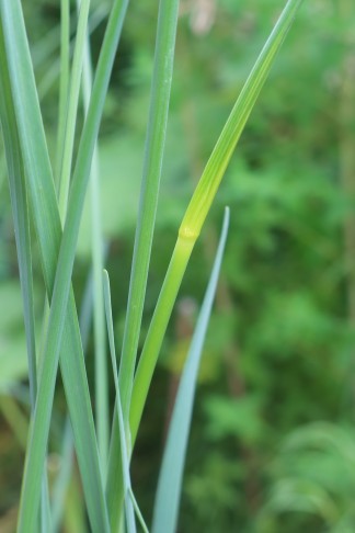 07.06.2024   Allium 4