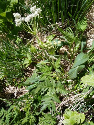 1. Individuum, Klosters, 27.05.2022