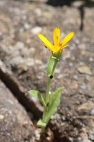 05.06.2024 Calendula arvensis