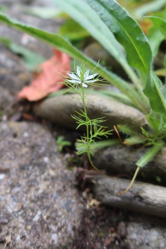14.06.2024 Nigella damascena