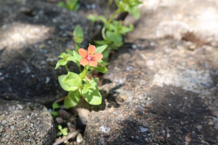 17.06.2024 Anagagllis arvensis