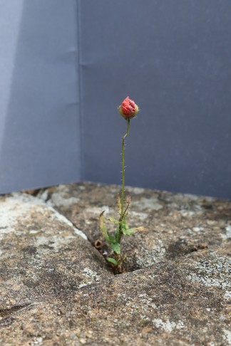 18.06.2024 Papaver rhoeas