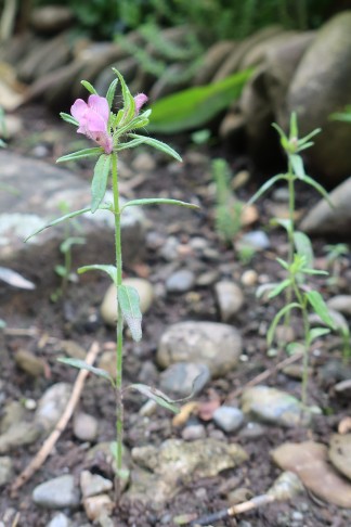 23.06.2024 Misopates orontium