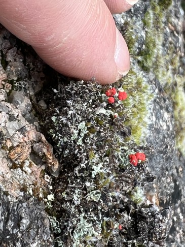 Flechte auf Granit mit rotem Kopf. 