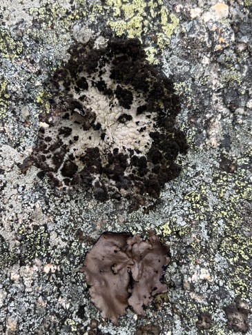 Flechte auf Granit