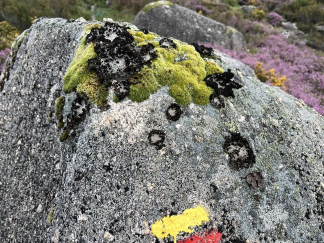 Flechte auf Granit