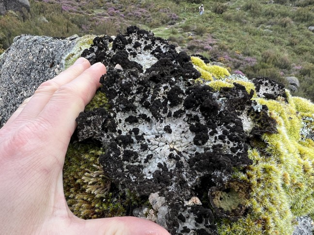 Flechte auf Granit
