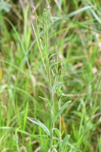 23.07.2024 E. parviflorum ?