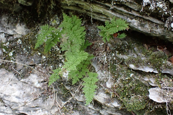 Zerbrechlicher Blasenfarn (Cystopteris fragilis aggr.). Hürital (SZ), 13.08.2024