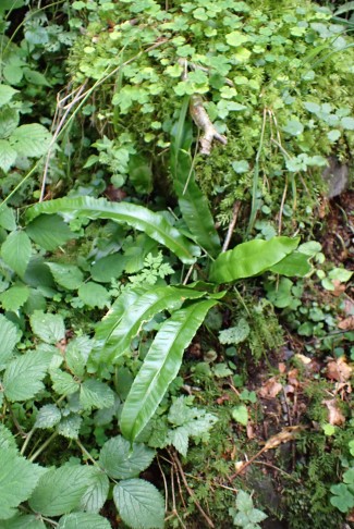 Hirschzunge (Phyllitis scolopendrium / Asplenium scolopendrium). Hürital (SZ), 13.08.2024