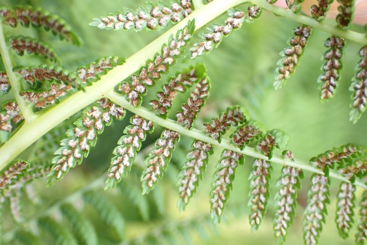 Reife Sori des Wald-Frauenfarns (Athyrium filix-femina). Hürital (SZ), 13.08.2024