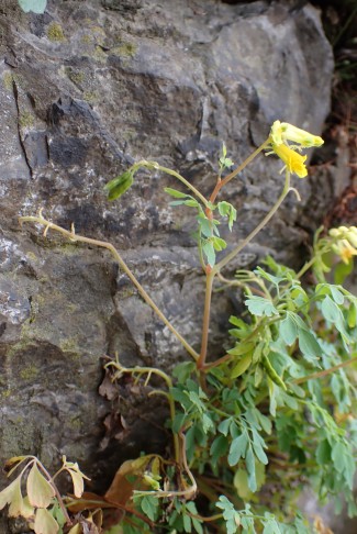 Blüten zum Licht gedreht, Früchte und Fruchtstiele zur Wand. Bern (BE), 26.08.2024