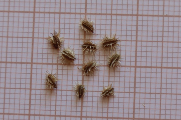 07.09.2024 Oberhofen am Thunersee